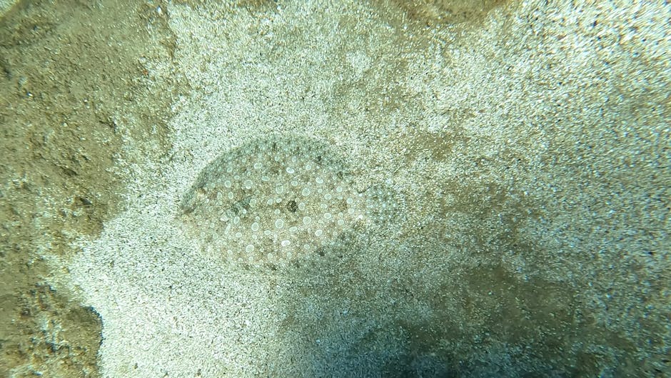 Close-up photograph of a sand-colored stingray with a rounded, disc-shaped body and small white spots on its back, partially buried in the sandy ocean floor surrounded by light-colored coarse sand and