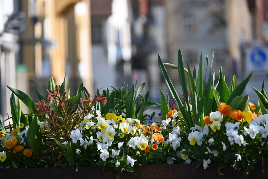 A vibrant arrangement of flowers in a window box, featuring white, yellow, and orange pansies, with tall green leaves and stems of other plants. The flowers are fresh and petal-tender, arranged in a d