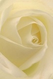This image draws the viewer deep into the luminous heart of a cream-white rose, each petal unfurling with the gentle softness of Downe's country mornings. The spiral of petals is delicate and moist, their texture as inviting as fresh linen, faintly touched by dew. Light flows across the layered folds, creating subtle shadows and an almost magical sense of depth, much like the play of sunrise along Downe's fields. Here, peace abounds-the rose stands as a symbol of reverence, ideal for sending sympathy, admiration, or blessing new beginnings across the village. An understated sweetness lingers, nearly perceptible in the imagined fragrance that fills the scene. From a local florist's perspective, deeply attuned to Downe's traditions and seasons, this rose reflects thoughtful composition and genuine emotion behind every bouquet crafted for milestone moments. The up-close view captures not just a bloom, but the spirit of caring and artistic devotion that defines every special flower delivery to Downe's cherished homes and celebrations.